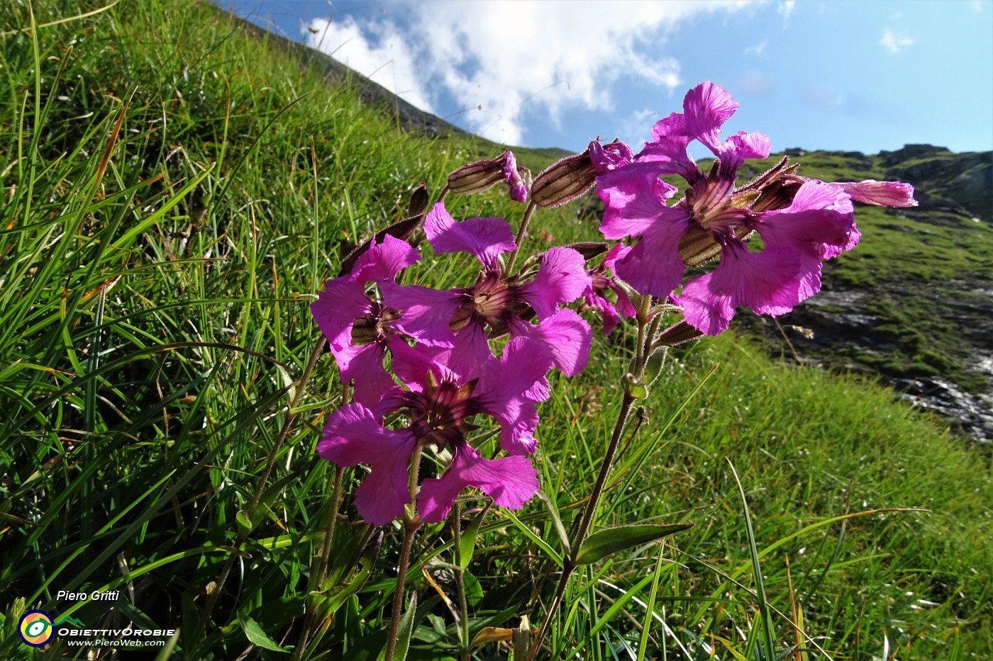 14 Silene d'Elisabetta .JPG
